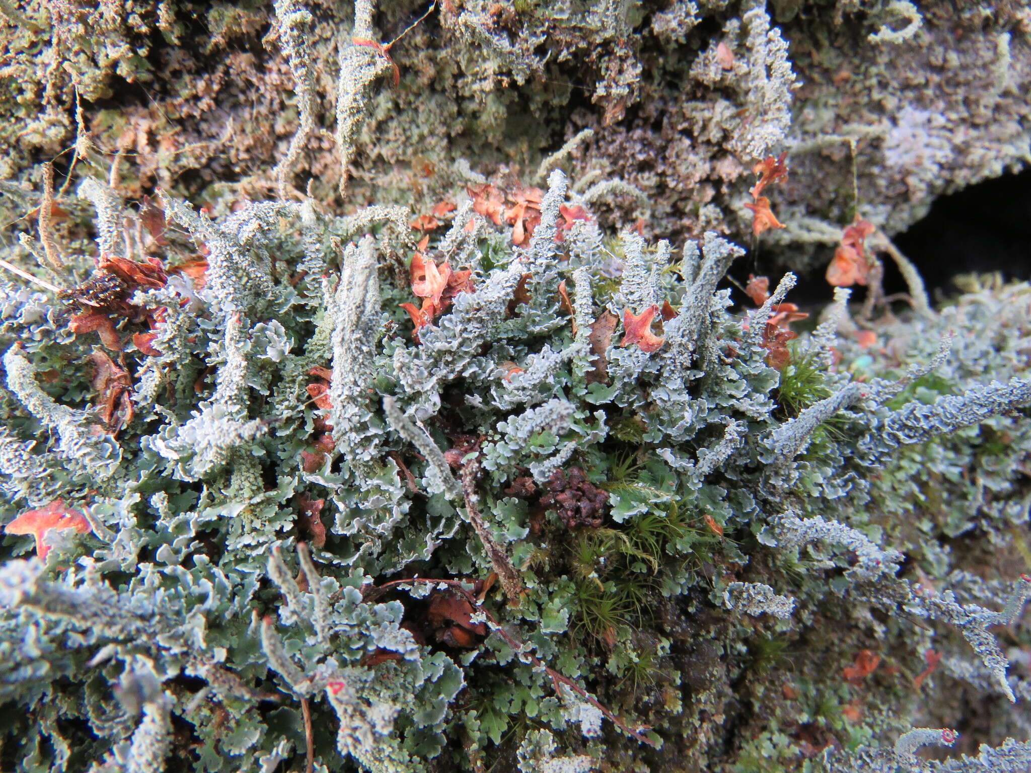 Image of Cladonia polydactyla (Flörke) Spreng.