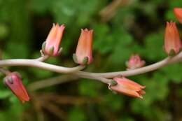 Image of Echeveria goldmanii Rose