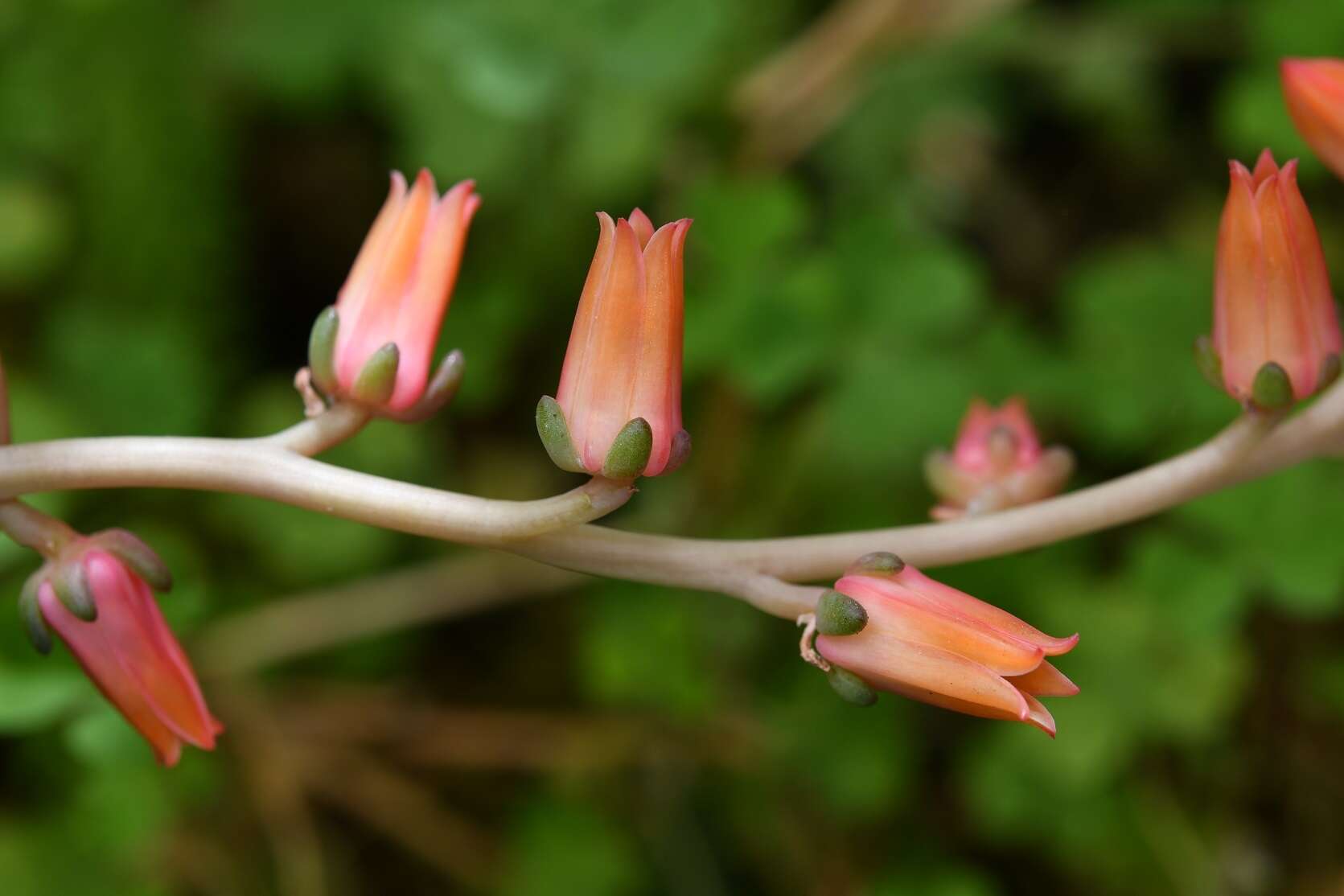 Image of Echeveria goldmanii Rose