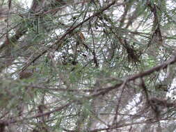 Image of Hakea sericea Schrad. & J. C. Wendl.