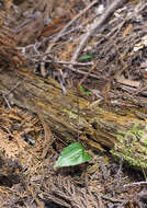 Tipularia japonica Matsum. resmi