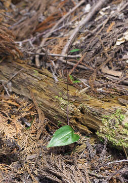 Image of Tipularia japonica Matsum.