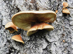 Image of Crepidotus calolepis (Fr.) P. Karst. 1879