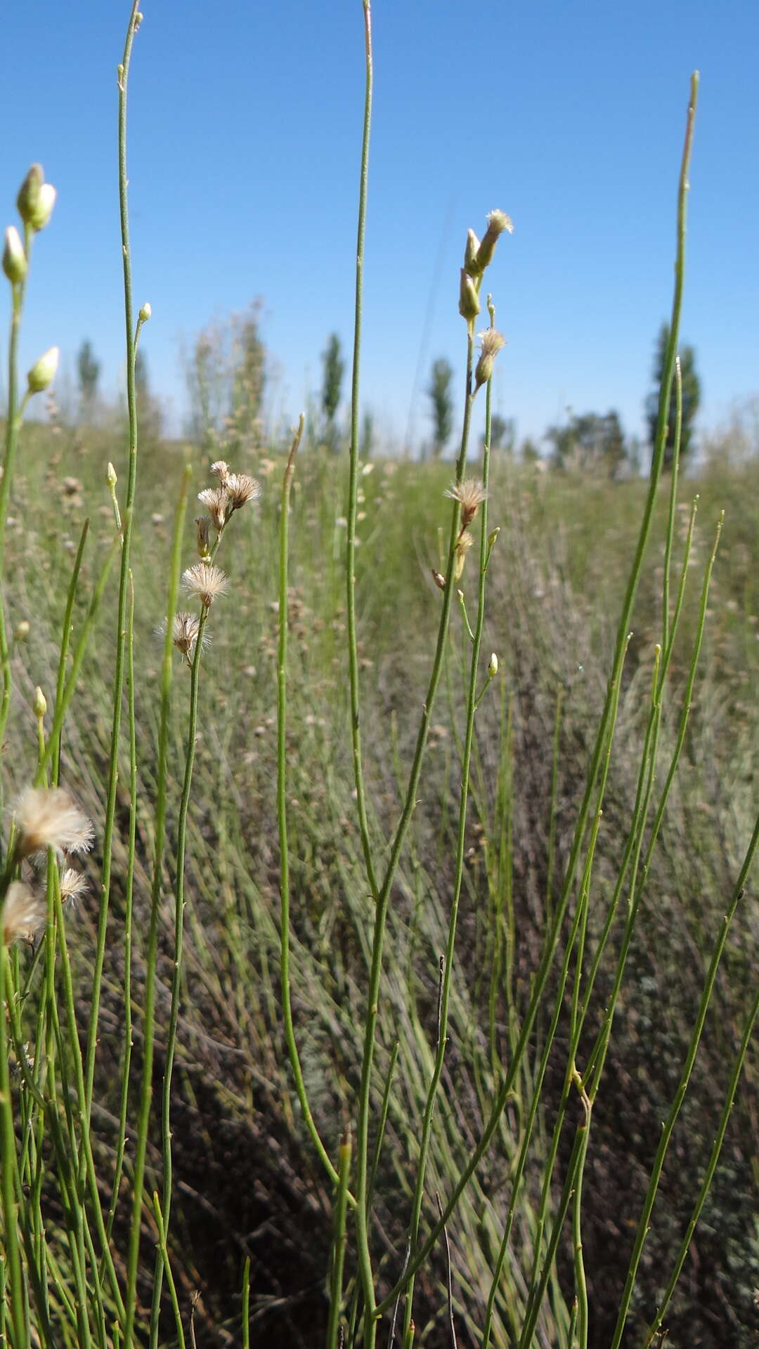 Imagem de Pseudobaccharis spartioides (Hook. & Arn.) Cabrera