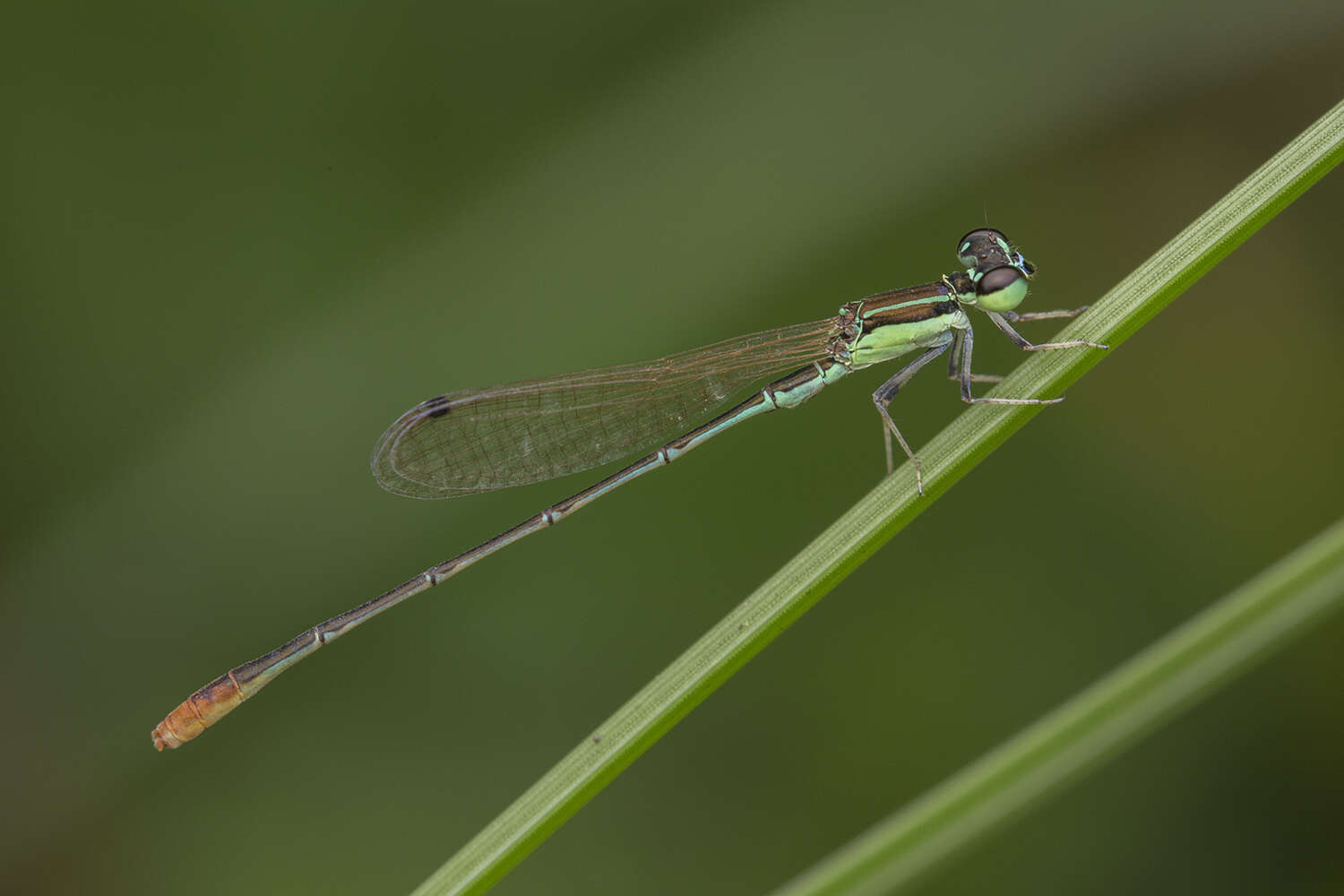 Imagem de Agriocnemis pygmaea (Rambur 1842)