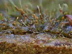 Image of brachydontium moss