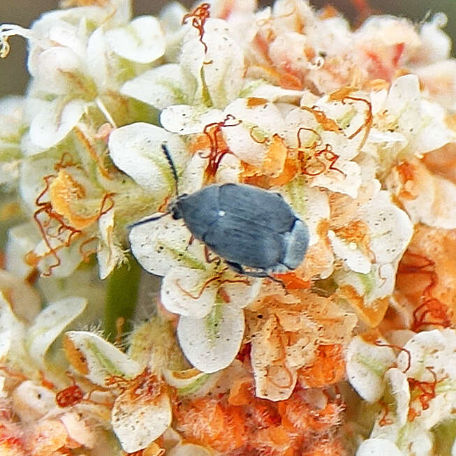 Image of Leaf beetle