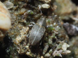 Image of Clover Seed Weevil