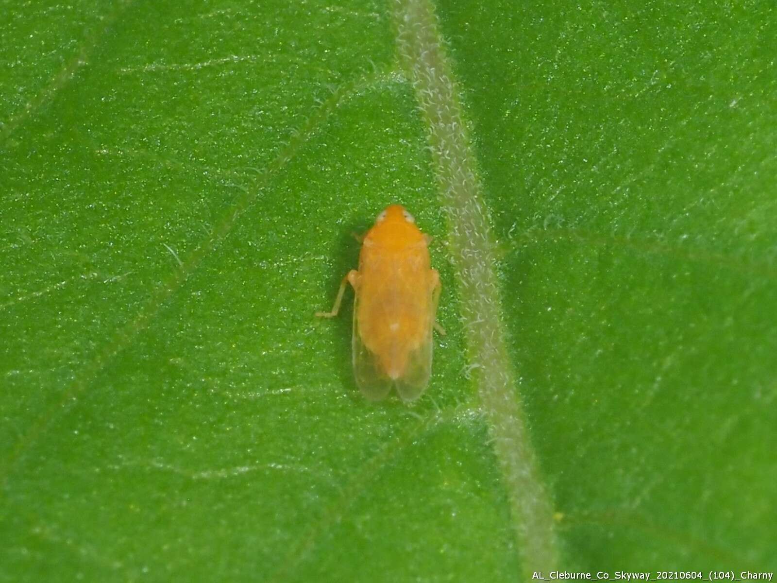 Image of Haplaxius fulvus (Osborn 1903)