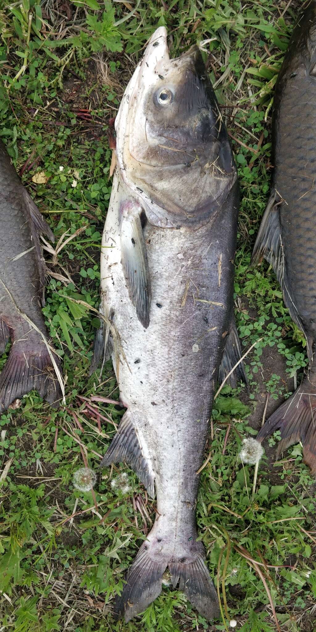 Image of silver carp