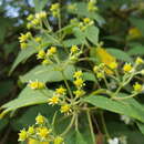 Image of Montanoa leucantha subsp. arborescens (A. P. DC.) V. A. Funk