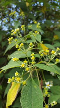 Montanoa leucantha subsp. arborescens (A. P. DC.) V. A. Funk resmi