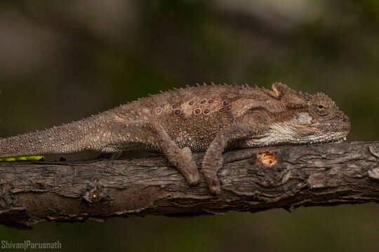 Image of Eastern Cape Dwarf Chameleon