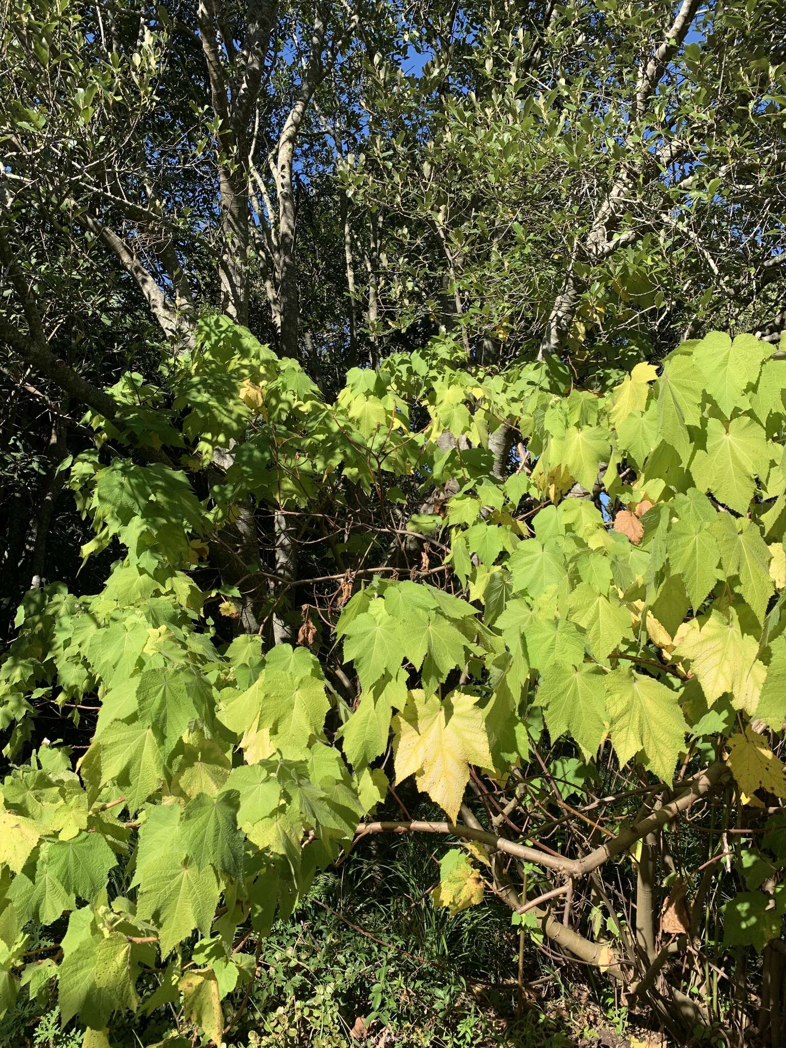 Sivun Sparrmannia africana L. fil. kuva