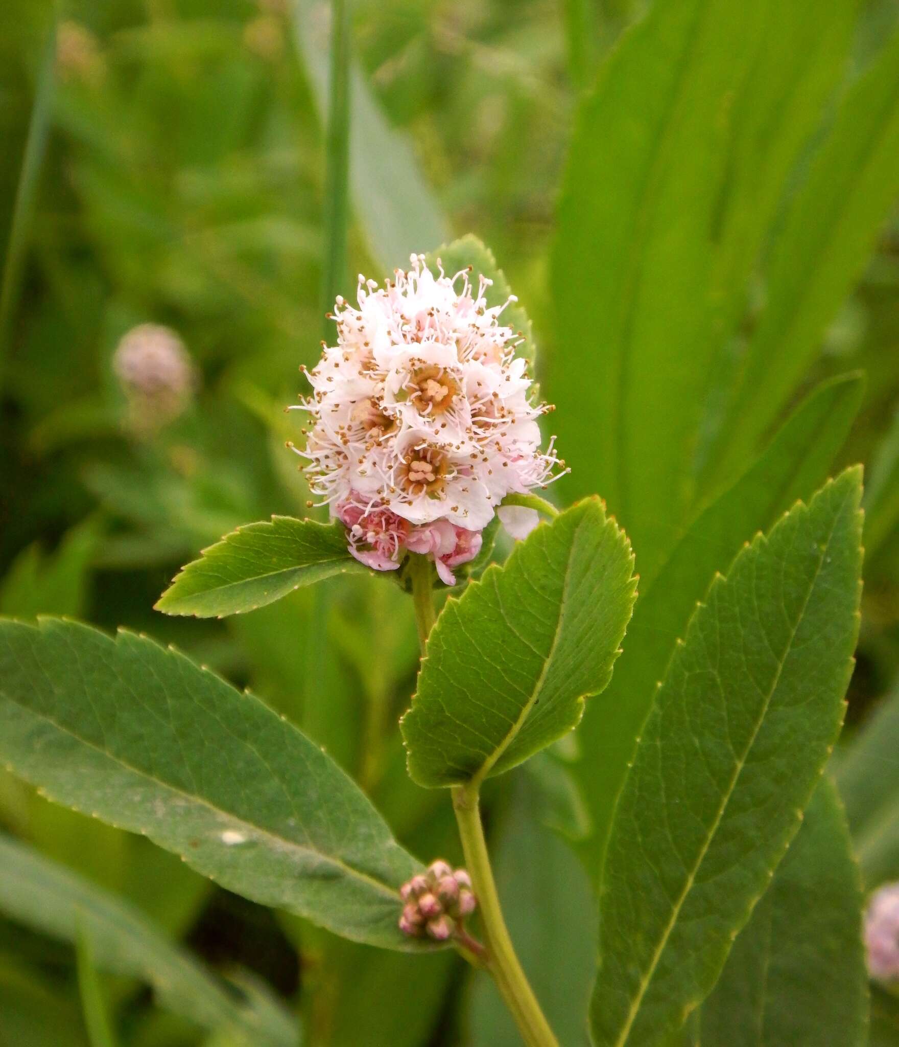 Слика од Spiraea salicifolia L.