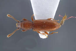 Image of Beetle