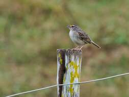 Image of Grassland Sparrow