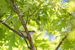 Image of Tennessee Warbler