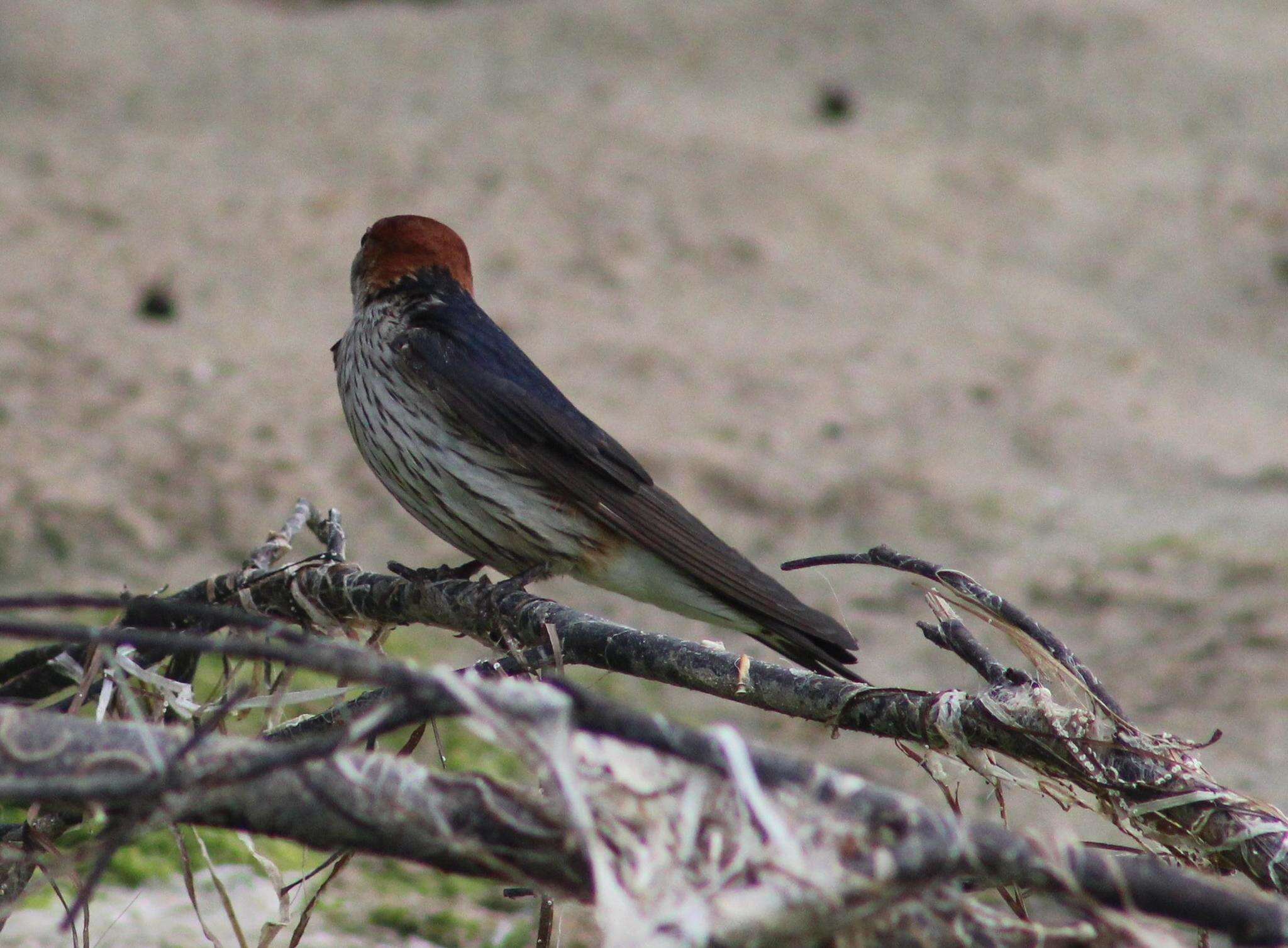 Image de Hirondelle à tête rousse