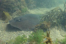 Image of Eastern Shovelnose Stingaree