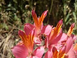 Image of Alstroemeria ligtu subsp. splendens Muñoz-Schick