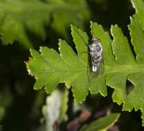 Image of Thereva reclusa Lyneborg 1976