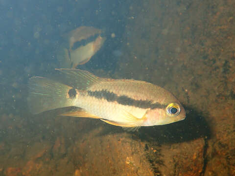 Image de Krobia guianensis (Regan 1905)