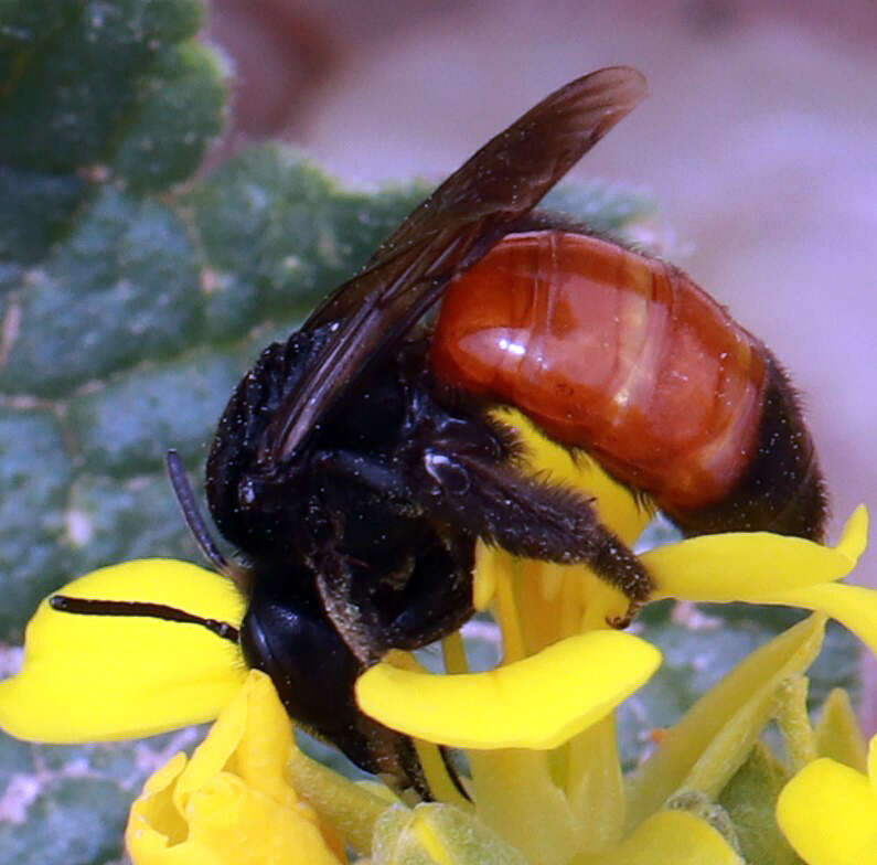 Image of Andrena prima Casad 1896