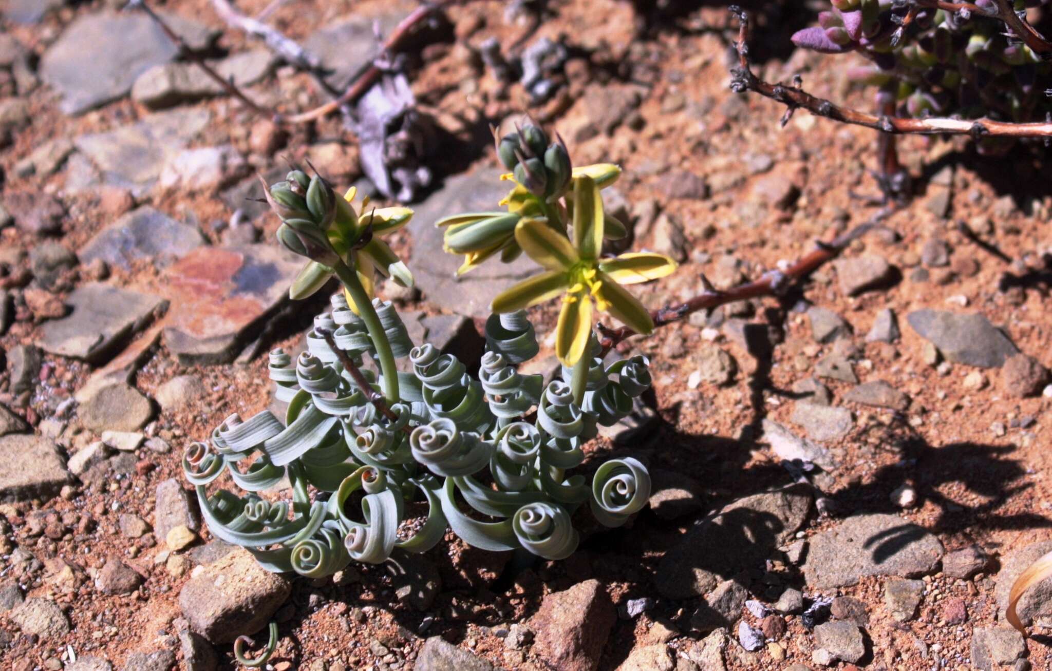 Image of Albuca concordiana Baker