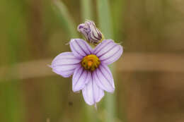 Image of Sisyrinchium platense I. M. Johnst.