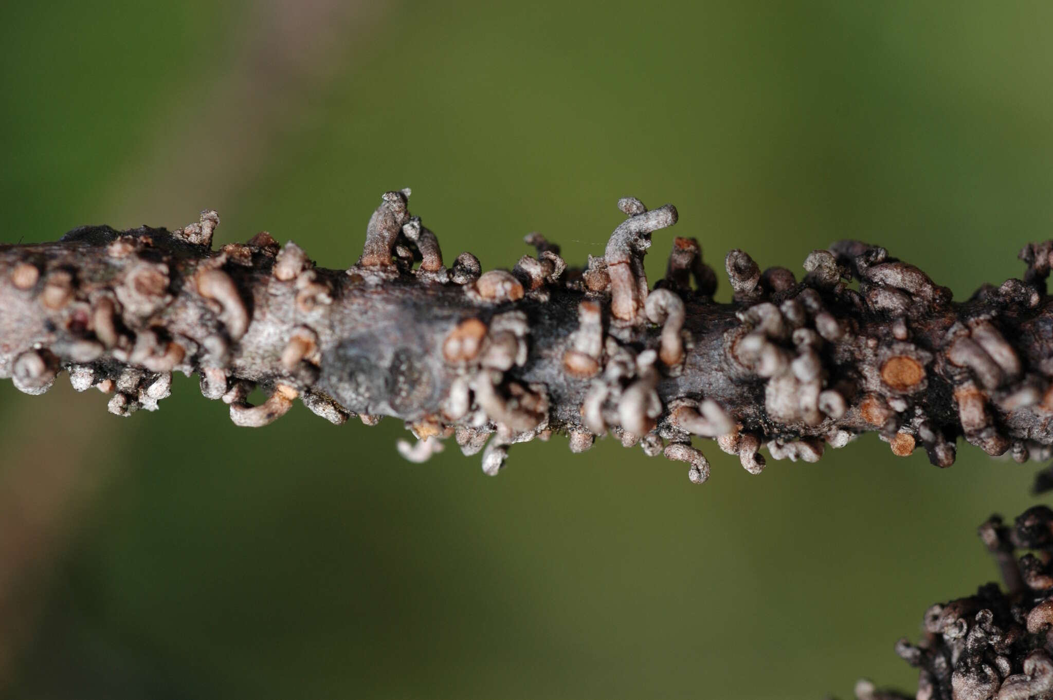 Image of Cryptocarya aristata Kosterm.