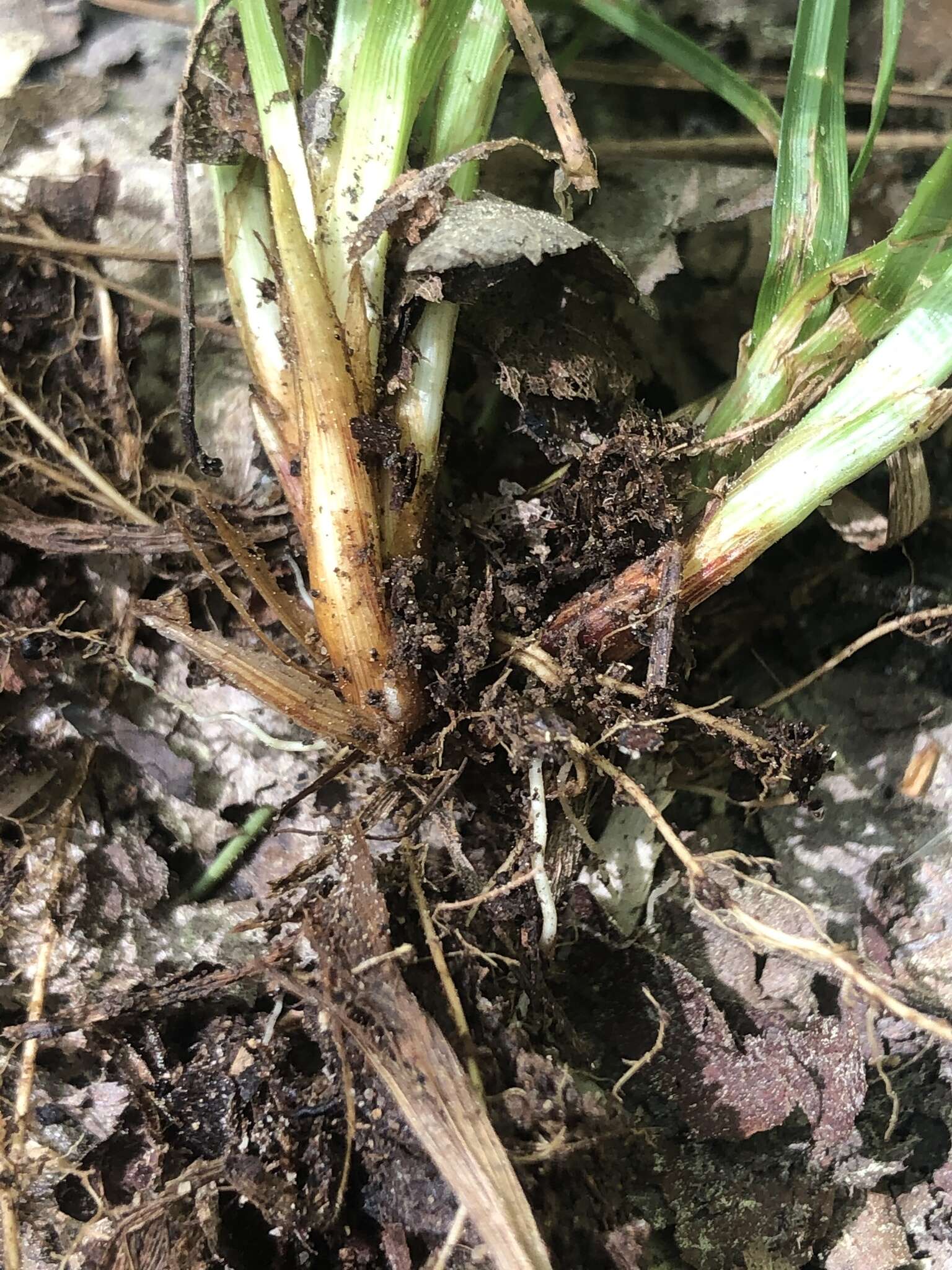 Imagem de Carex amphibola Steud.