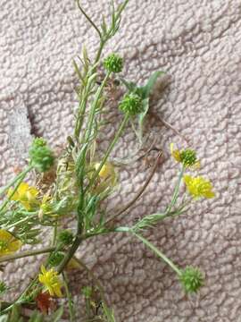 Ranunculus cornutus var. scandicinus (Boiss.) Ziffer-Berger & Leschner的圖片