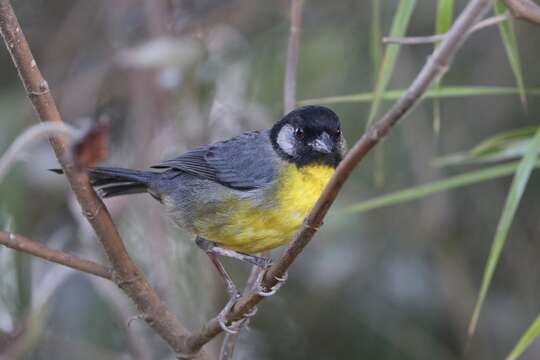 Image of Santa Marta Brush Finch