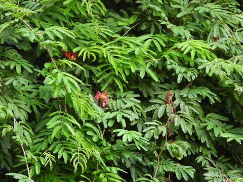 Image of Brazilian flame bush