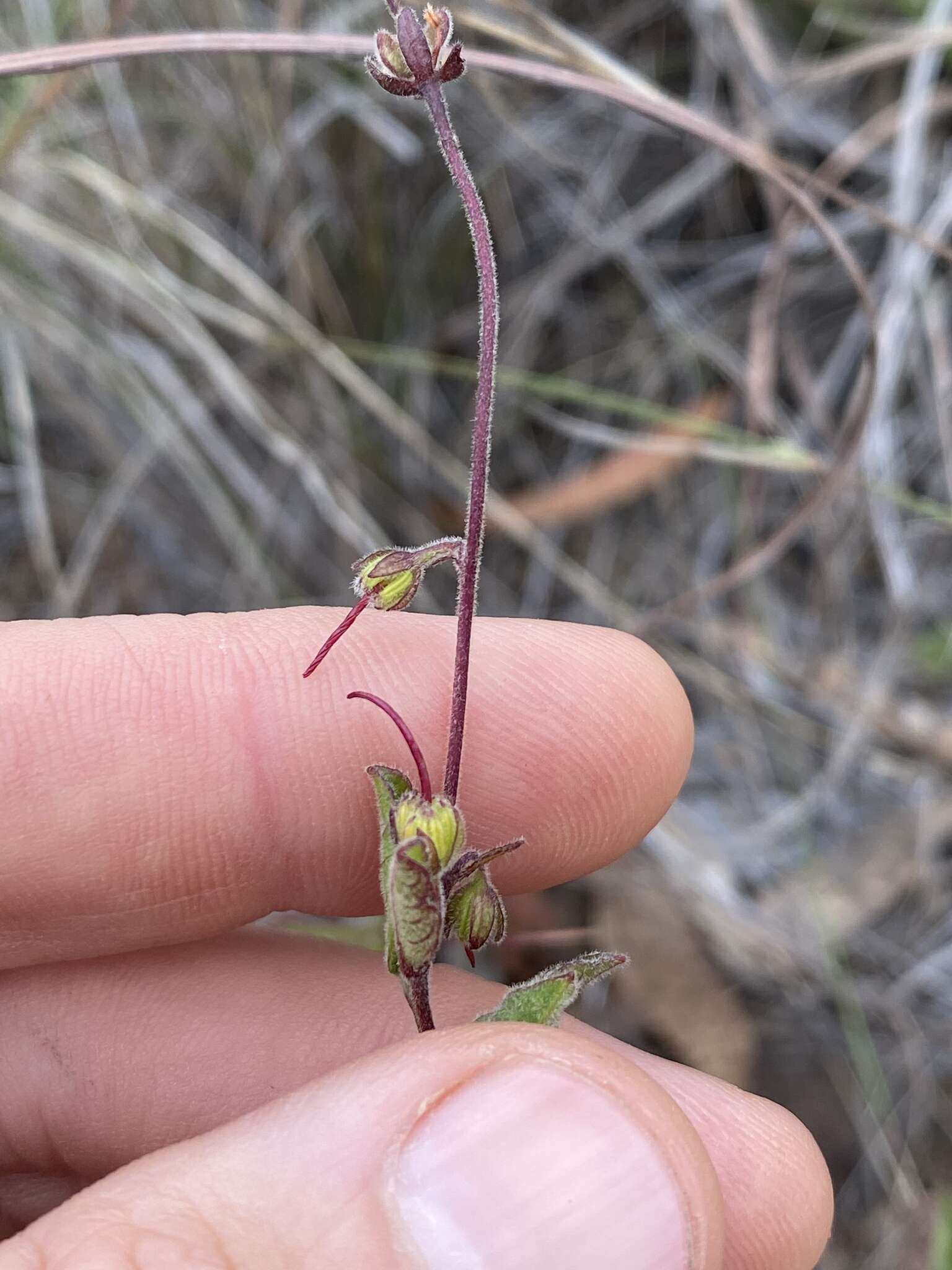 Image of Dodonaea dodecandra (Domin) M. G. Harr.