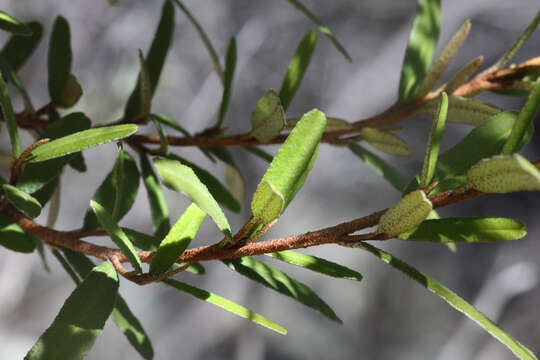 Image of Phebalium graniticola I. Telford & J. J. Bruhl