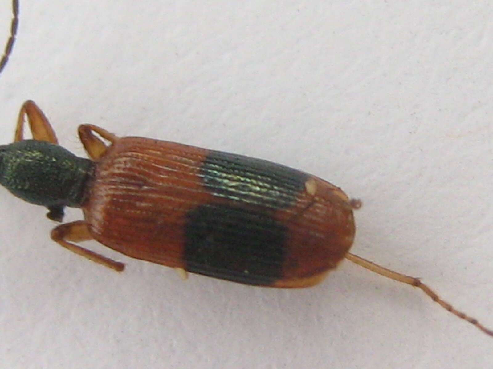 Archicolliuris fasciata (La Ferté-Sénectère 1849) resmi