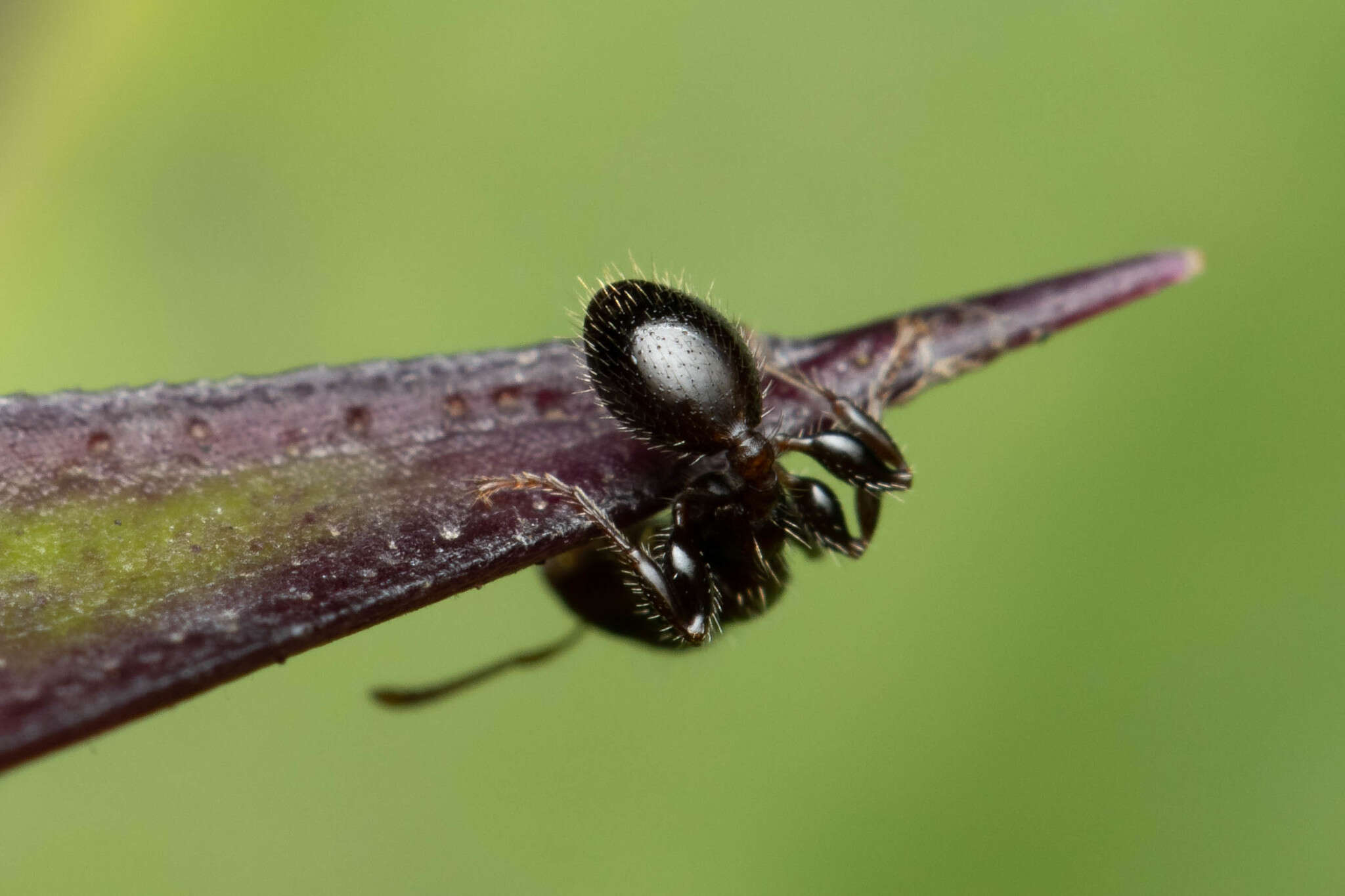 Image de Podomyrma elongata Forel 1895