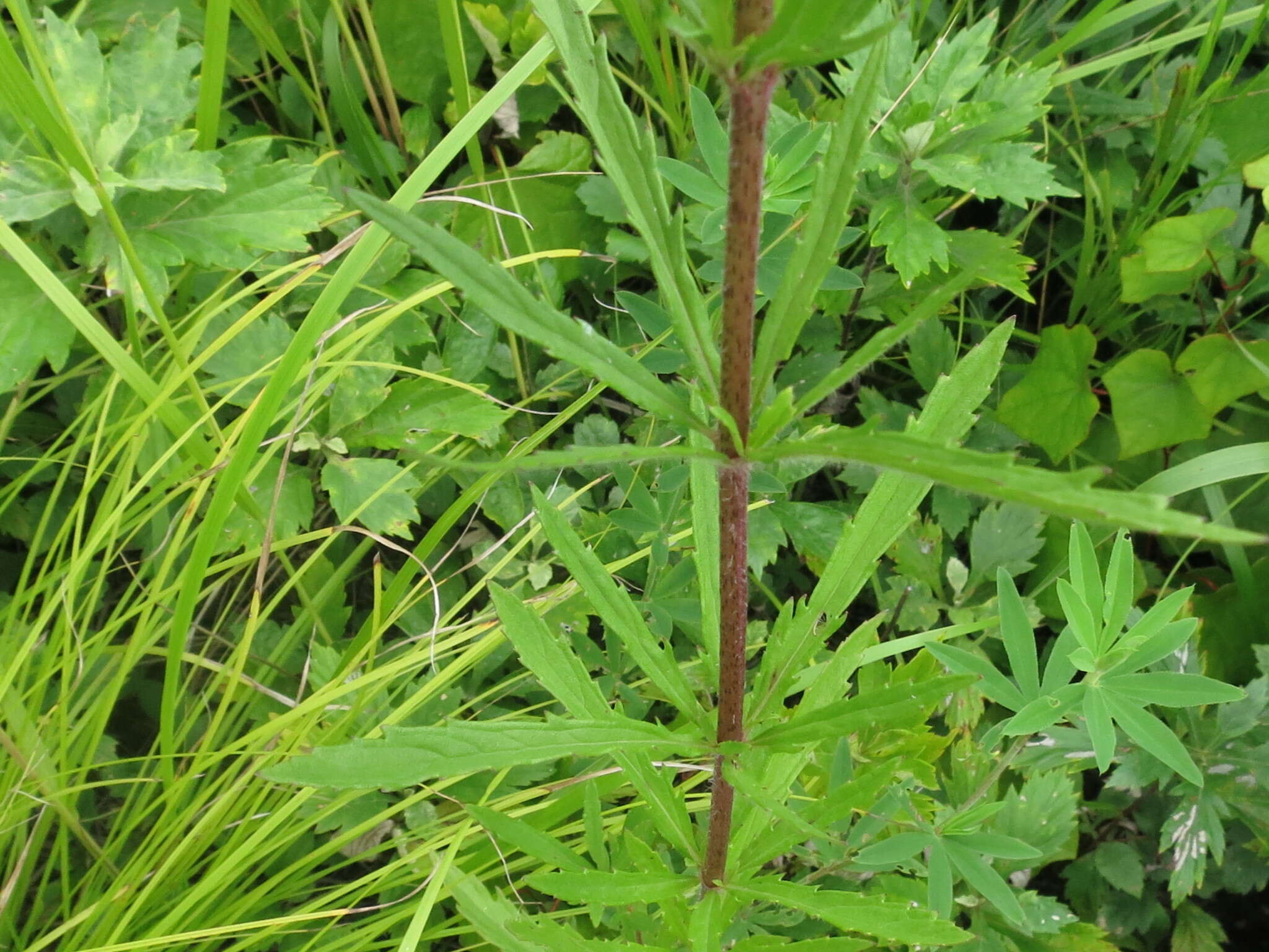 Eupatorium lindleyanum DC. resmi