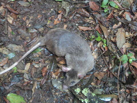 Image of Forest Giant Pouched Rat