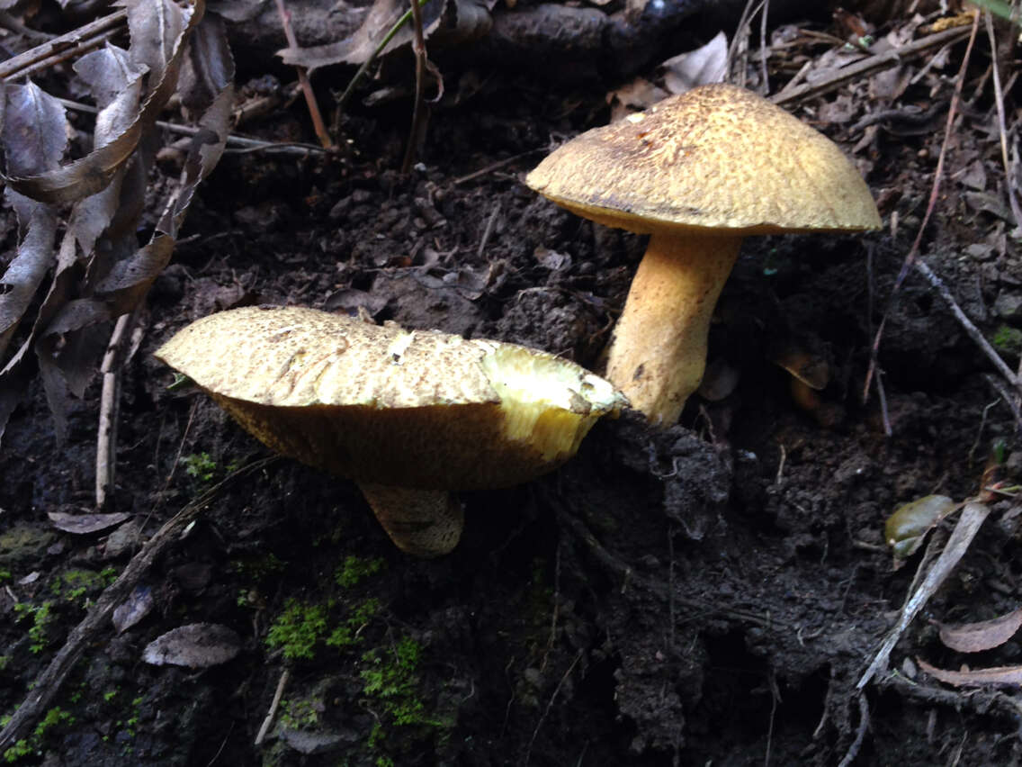 Image of Suillus fuscotomentosus Thiers & A. H. Sm. 1964