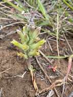 Image of Lachenalia orchioides (L.) Aiton