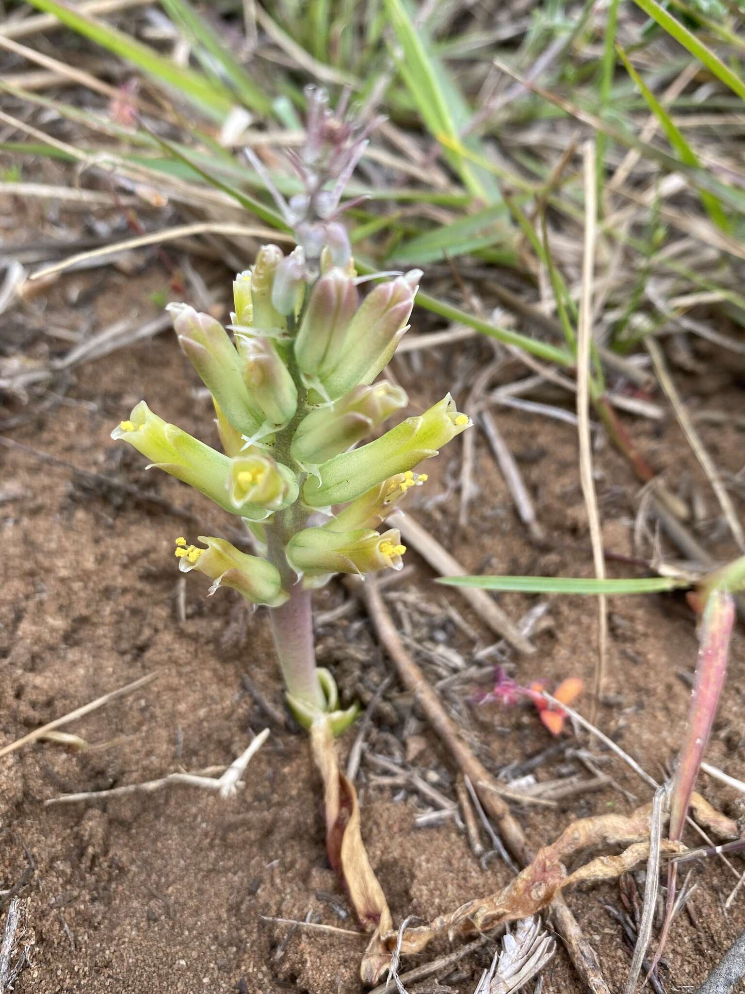 Image of Lachenalia orchioides (L.) Aiton