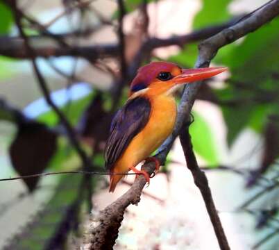 Image of Black-backed Kingfisher