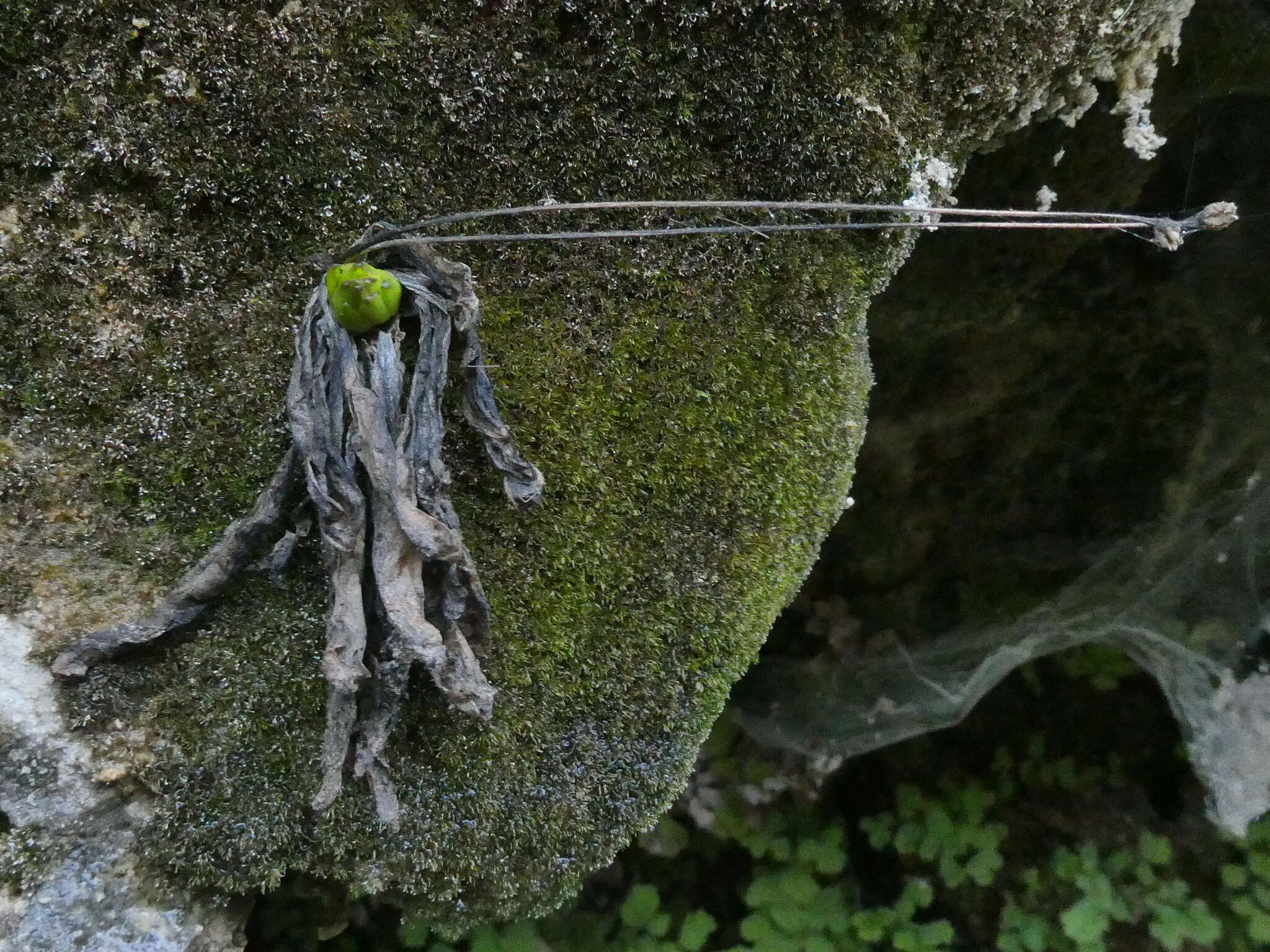 Image of Pinguicula caussensis (Casper) Roccia