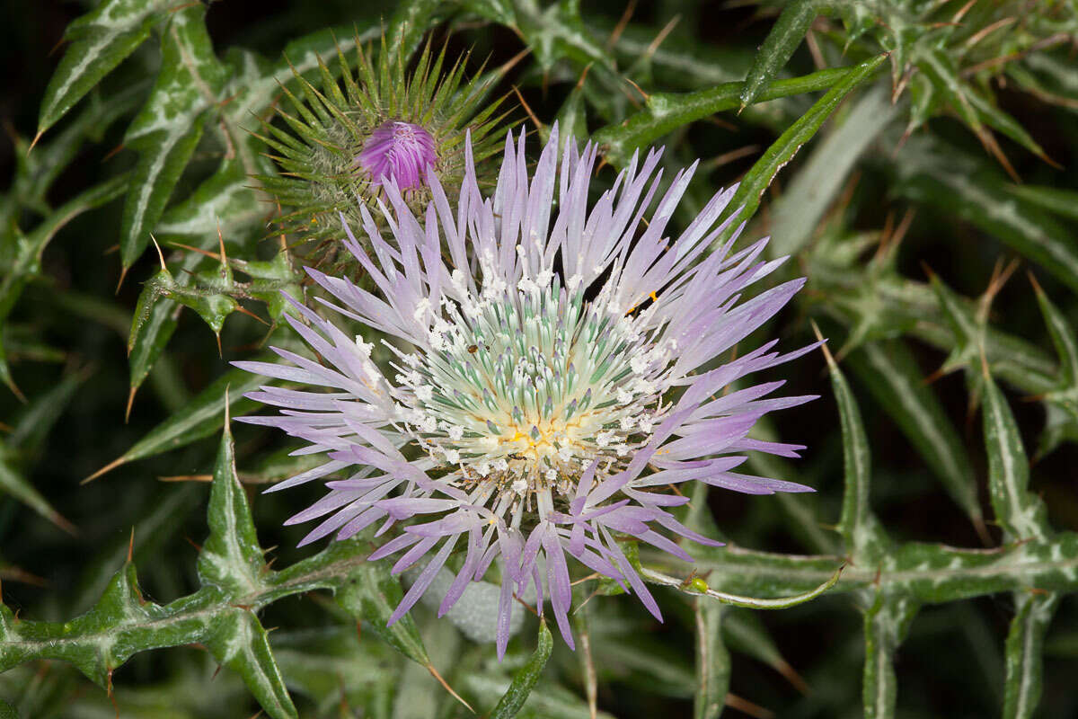 Image de Galactites tomentosa Moench