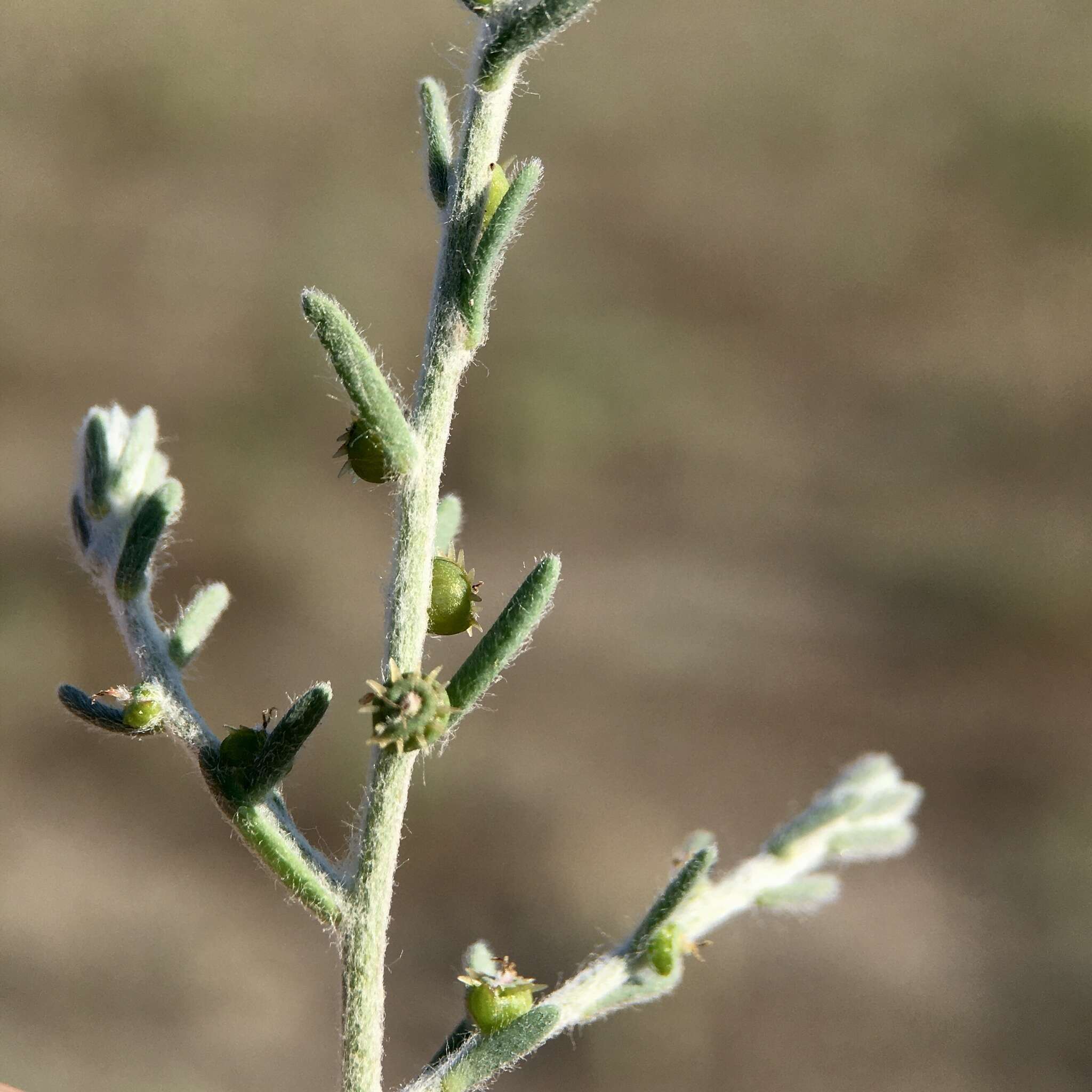 Слика од Stelligera endecaspinis A. J. Scott