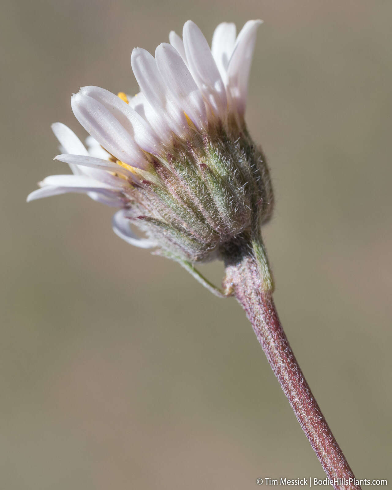 Image de Erigeron eatonii var. sonnei (Greene) G. L. Nesom