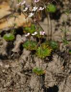 Image of Stylidium soboliferum F. Müll.